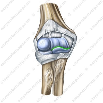Humero-ulnar joint (art.humeroulnaris)